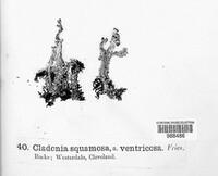 Cladonia squamosa image